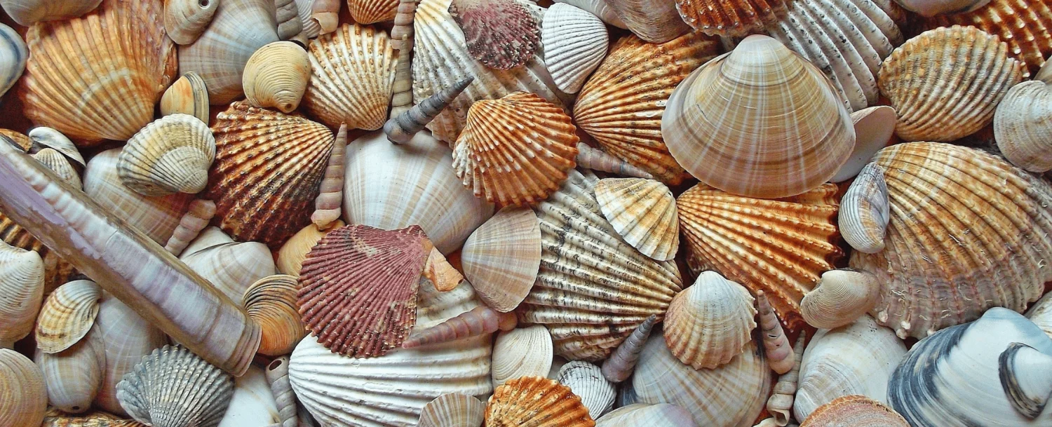 seashell capital of the world sanibel island seashells