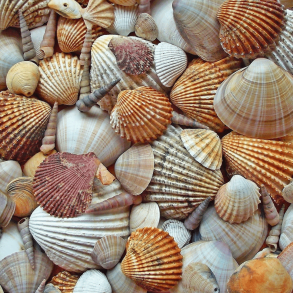 seashell capital of the world sanibel island seashells