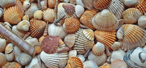 seashell capital of the world sanibel island seashells