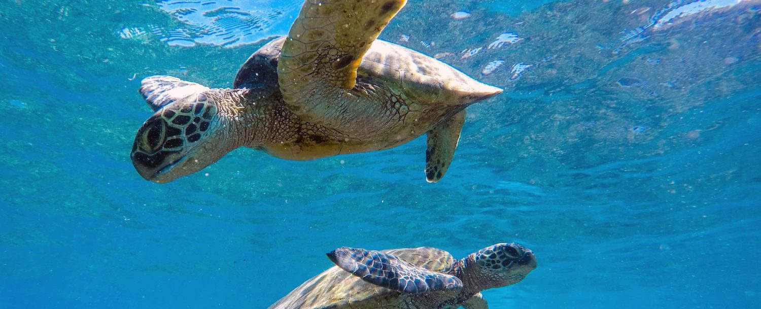 Sea turtles swimming underwater