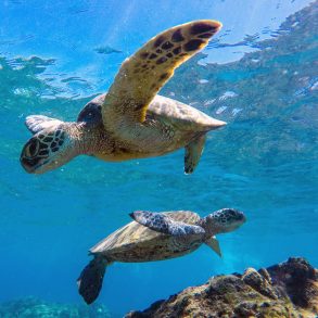 Sea turtles swimming underwater