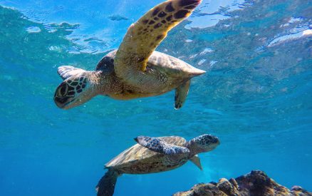 Sea turtles swimming underwater