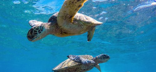 Sea turtles swimming underwater