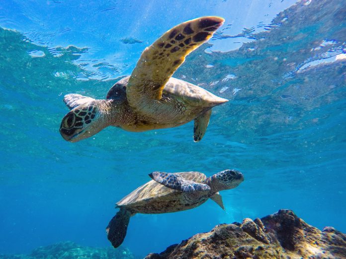 Sea turtles swimming underwater
