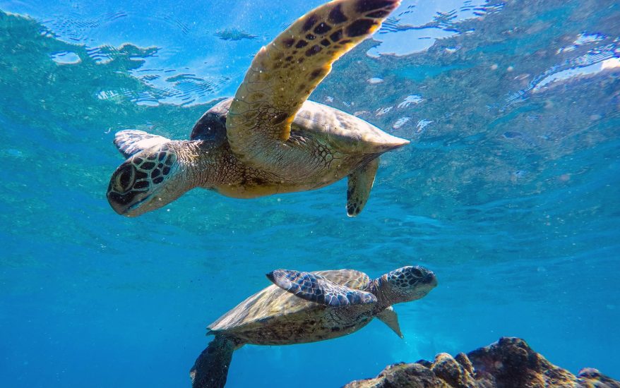 Sea turtles swimming underwater