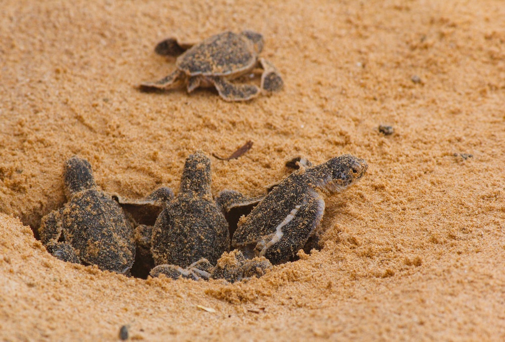 Sea turtles hatching on beach