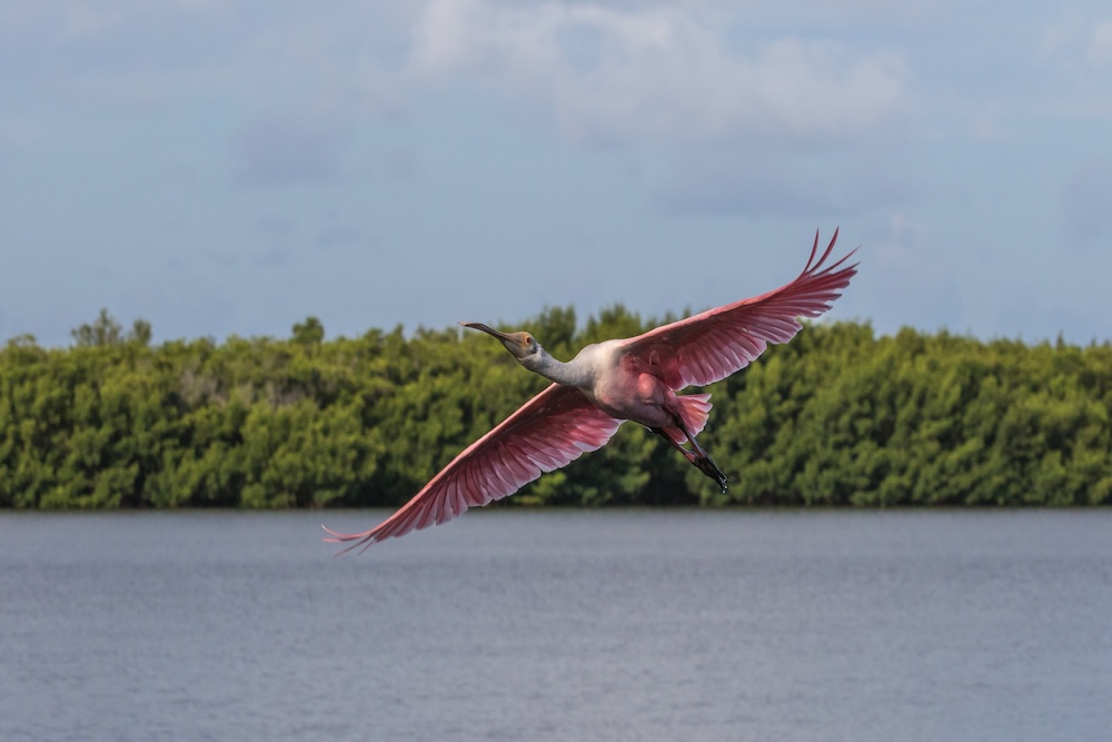 Roseate Spoonbill Flying, J.N. ''Ding'' Darling National Wildlife Refuge, Sanibel Island, Florida, USA
