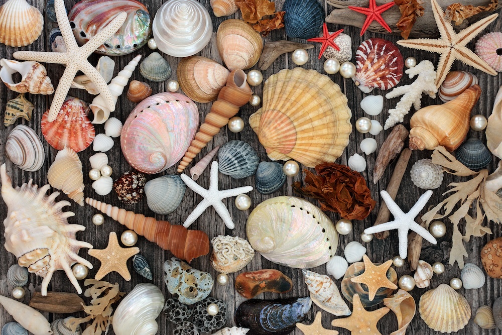seashells